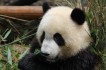 pandabeer