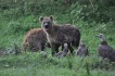 Hyena's