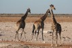 etosha_national_park