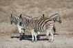 etosha_national_park