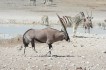 etosha_national_park