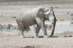 etosha_national_park