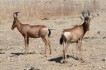 etosha_national_park
