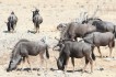 etosha_national_park