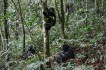 bwindi_impenetrable_forest