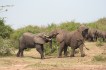 queen_elizabeth_national_park