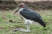 lake_mburu_national_park