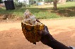 togo