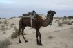 Kameel