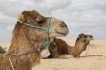 Kamelen