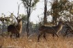 zambia waterbokken