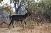zambia waterbokken