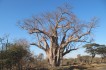baobab
